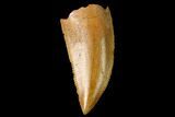 Serrated, Raptor Tooth - Real Dinosaur Tooth #159988-1